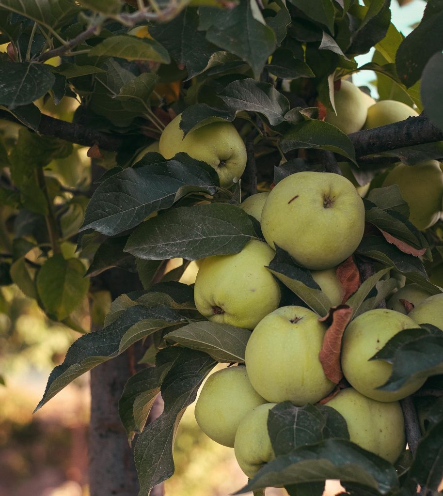 orchard sprayer