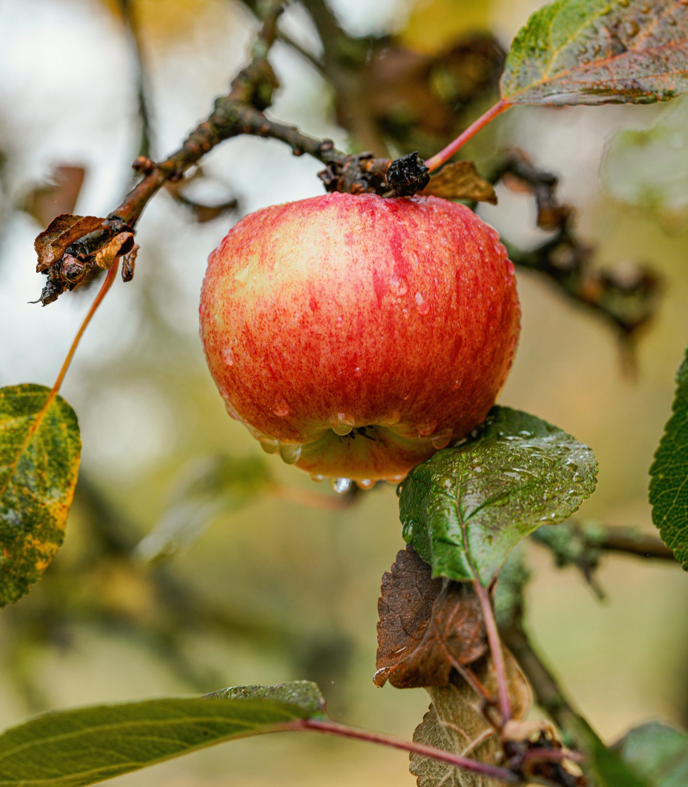 orchard sprayers