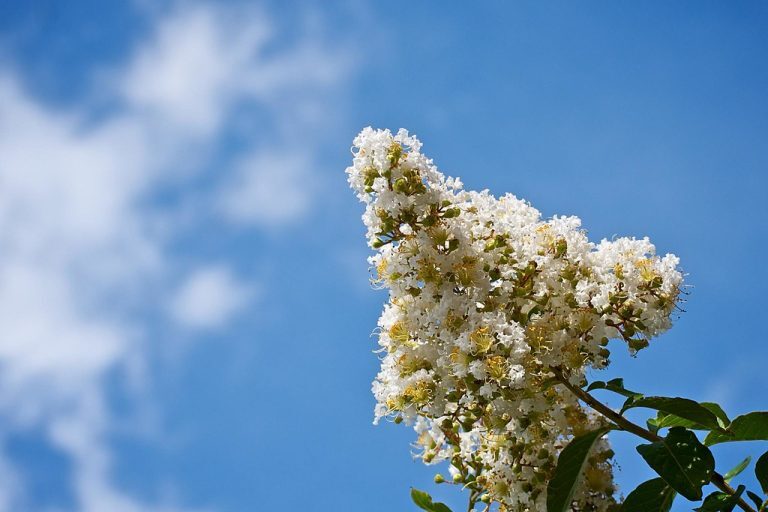 fruit tree sprayers
