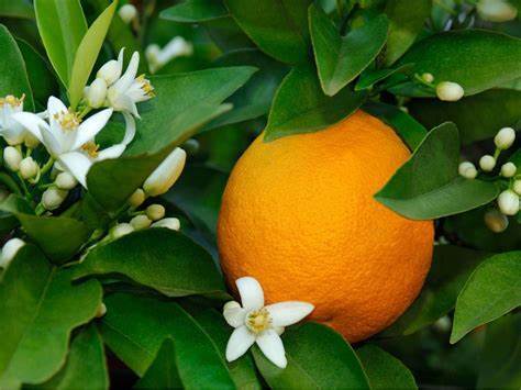 fruit tree sprayers