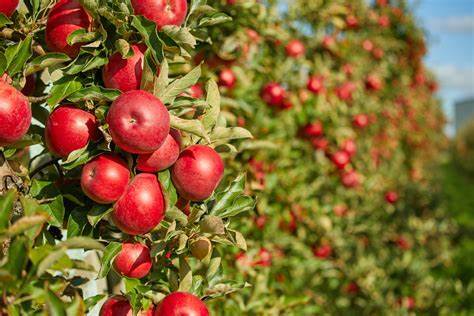 apple tree sprayers