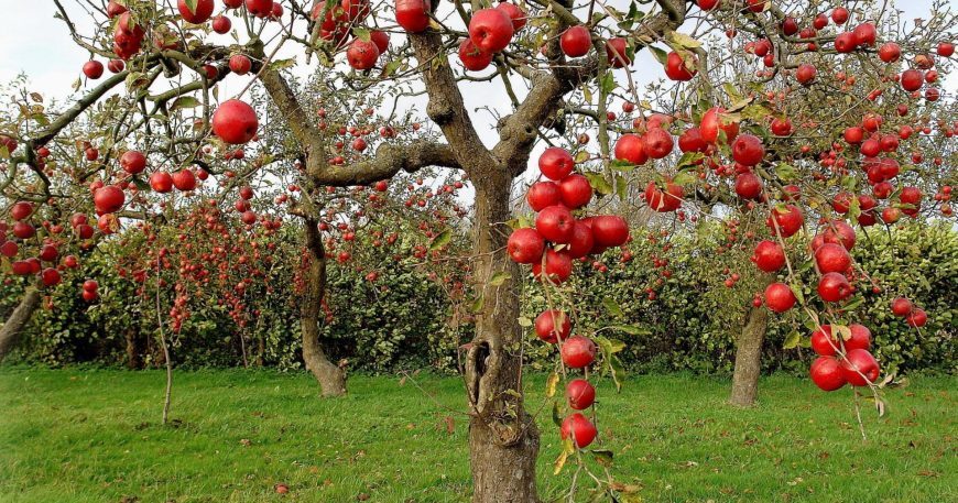 fruit tree sprayers