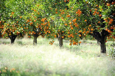 tree pulverization systems