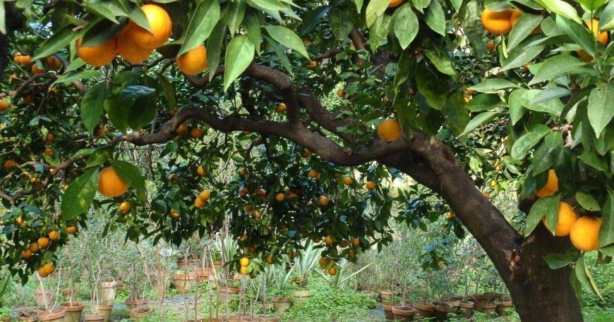 tree pesticide sprayers