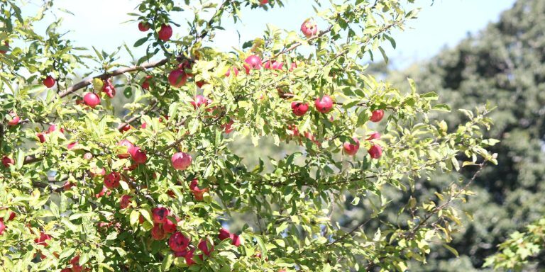 tree pulverization systems