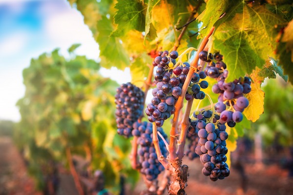 vineyard sprayers