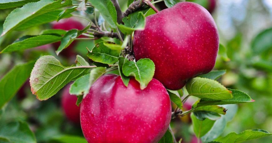 pull behind sprayers